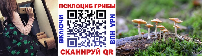 где можно купить Пошехонье Галлюциногенные грибы MAGIC MUSHROOMS
